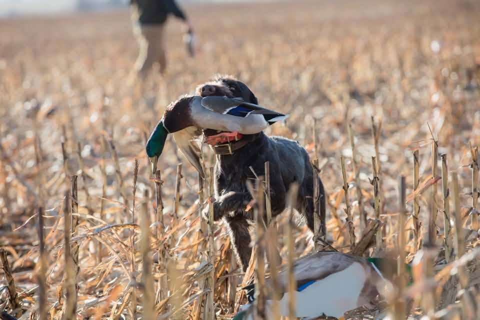 Deutsch Drahthaar retrieving a mallard duck in a harvested field