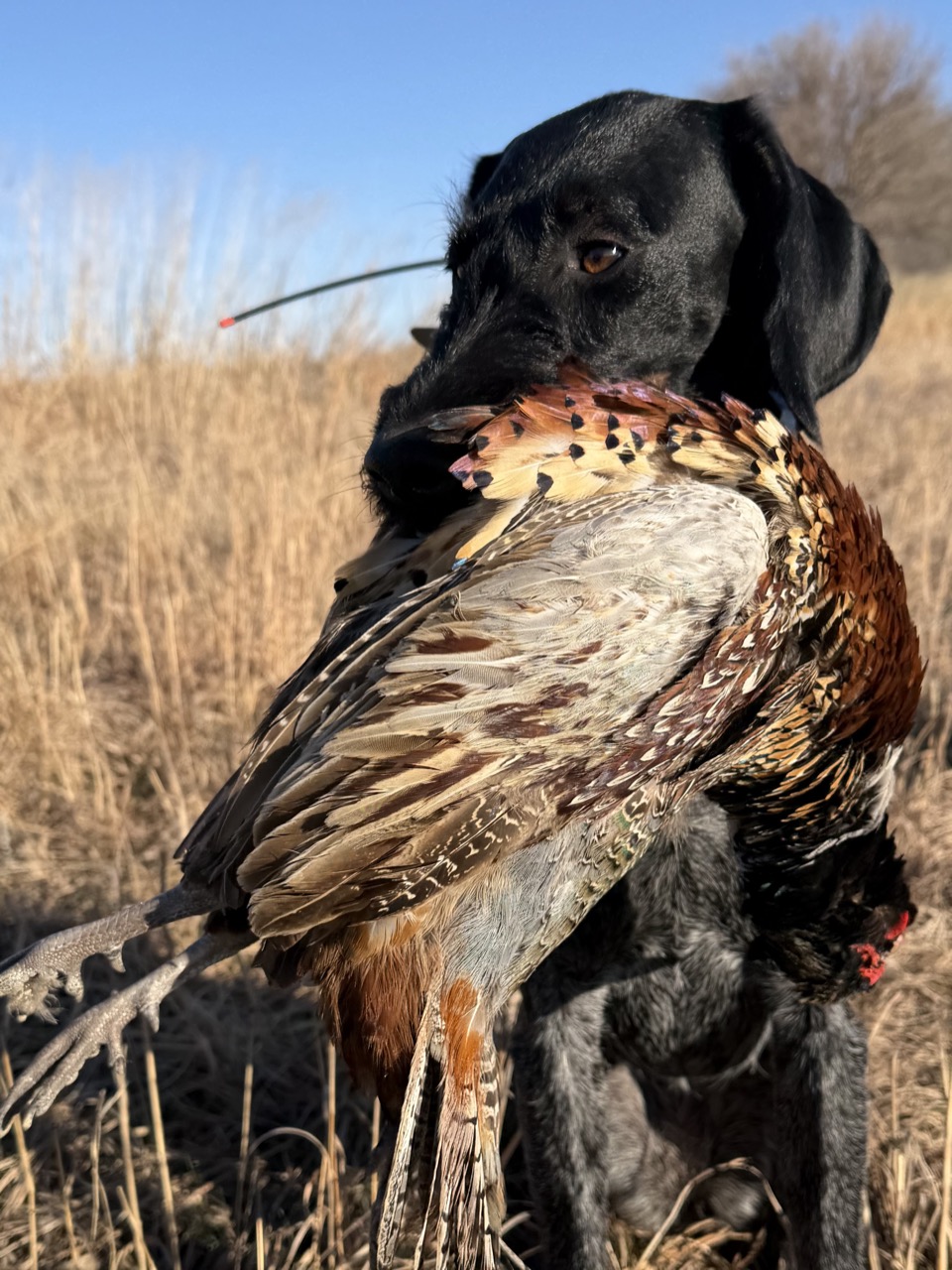Deutsch Drahthaar retrieving a ring-necked pheasant in a golden field