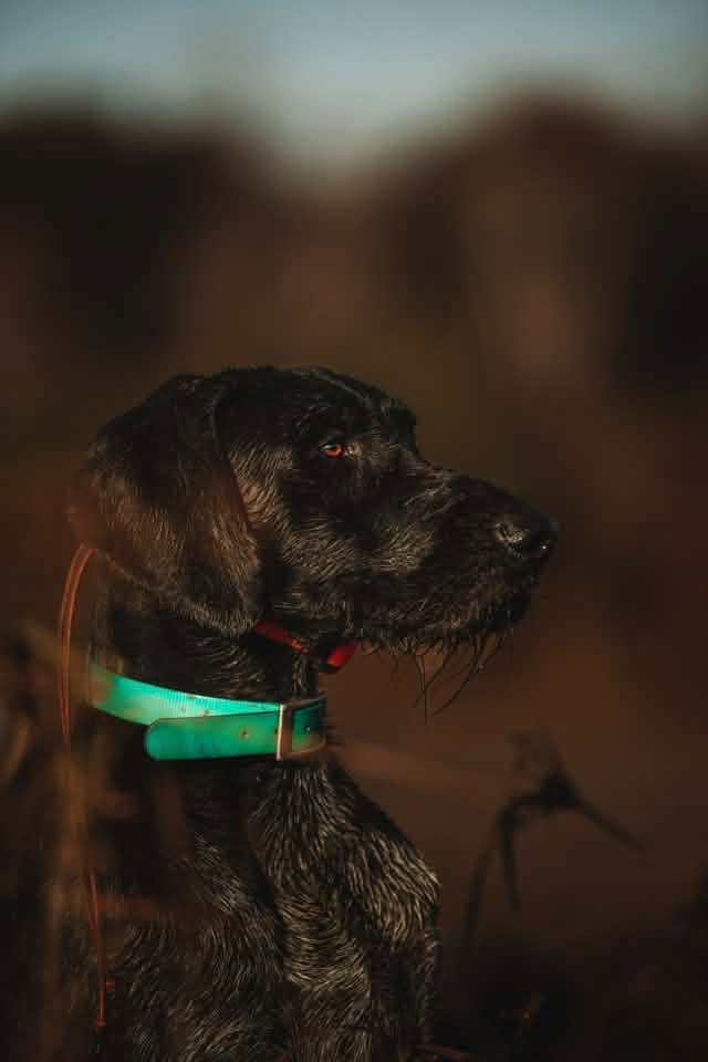 Deutsch Drahthaar in dark profile, alert and focused