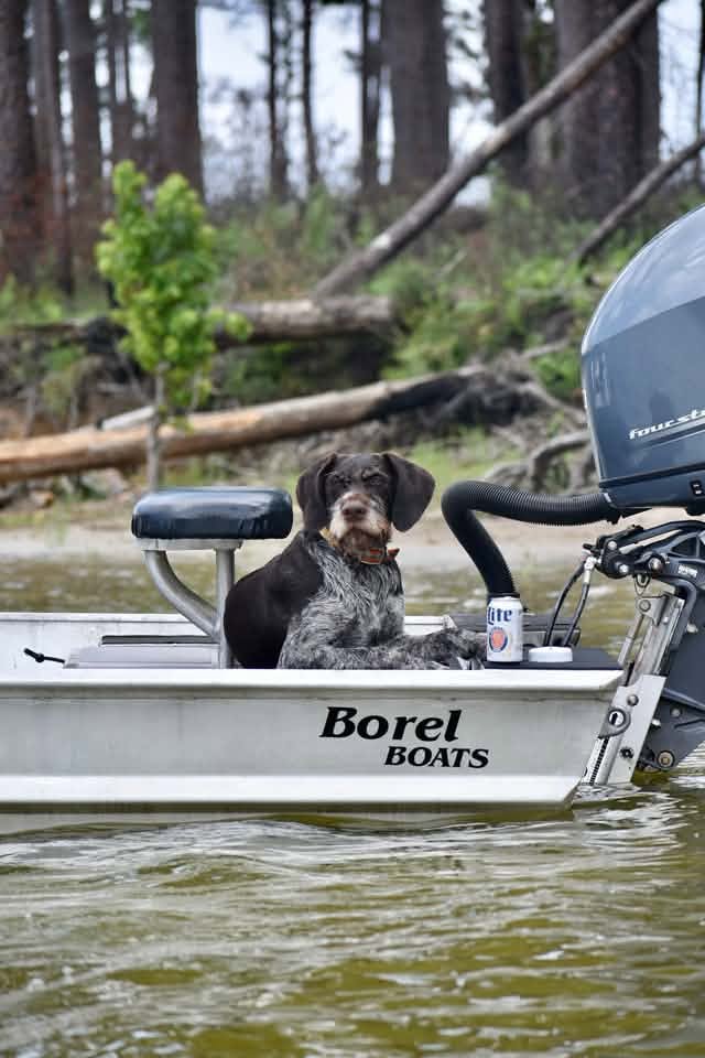 Deutsch Drahthaar sitting in the bow of a fishing boat on a river