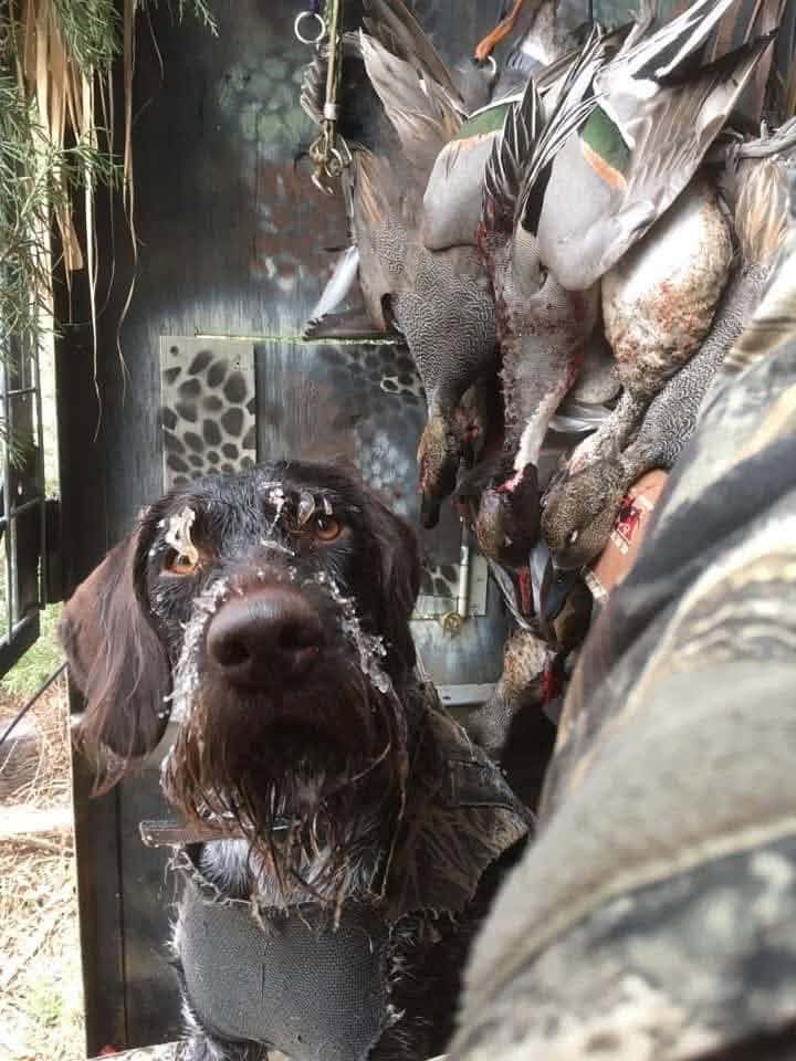 Deutsch Drahthaar wet after a waterfowl retrieve with harvested ducks behind
