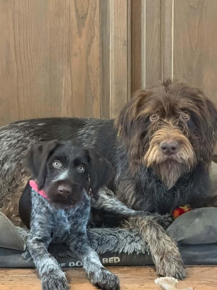 Deutsch Drahthaar lying with a puppy and another dog on a dog bed