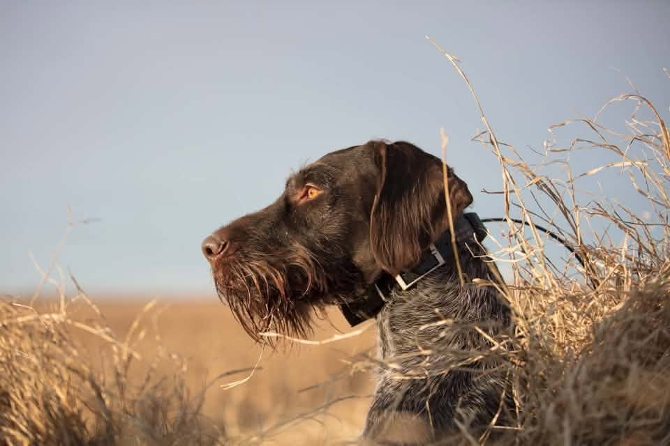German Wirehaired Pointer standing alert in a forest, showcasing its distinctive wiry coat and beard